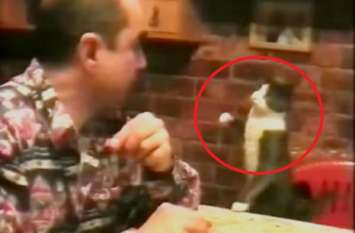 cat learned to communicate with his deaf owner viral video बिल्ली अपने बहरे मालिक से ऐसे करती है बातें, देखकर दंग रह जाएंगे आप
