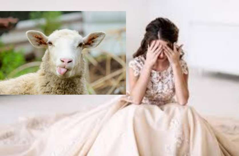 sheep 71 भेड़ों के बदले पत्नी को सौंप दिया boyfriend को, इसके आगे की कहानी आैर हैरान कर देगी