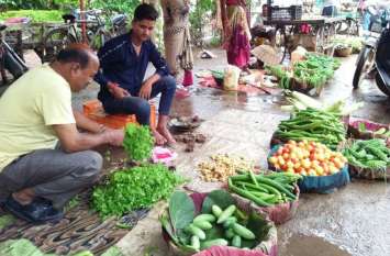 Green coriander 500 rupees kg हरा धनिया 500 रुपए किलो