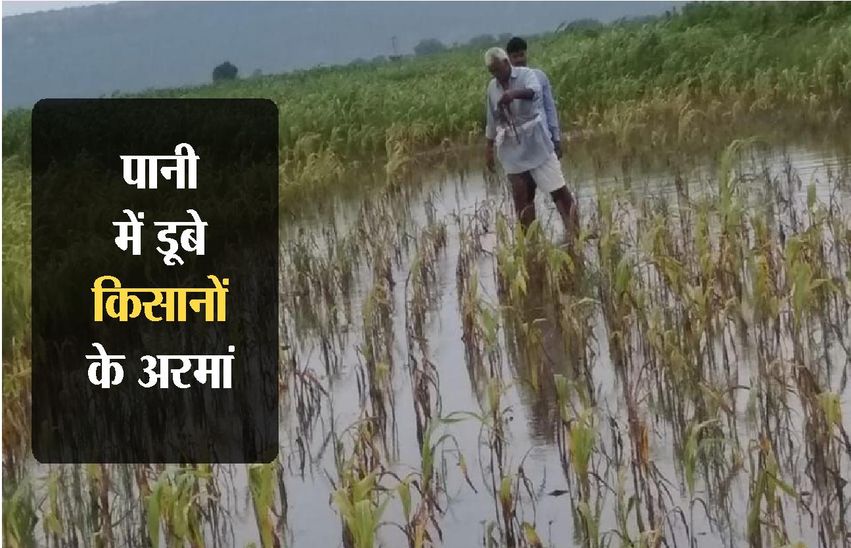 80 percent soybean crop deteriorated in hadoti region पानी में डूबे किसानों के अरमान, 80 फीसदी सोयाबीन की फसल खराब