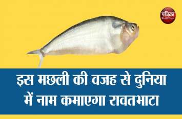 Research will be done to increase production of Pabda fish in Rawatbha इस ' मछली ' की वजह से अरब देशों में नाम कमाएगा रावतभाटा...