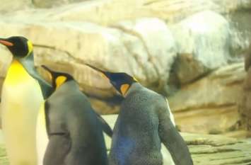 Same-Sex Penguin Couple Incubate Egg Hoping to Become Dads दो मेल पेंगुइन ने पेरेंट्स बनने के लिए गोद लिया अंडा, Video वायरल