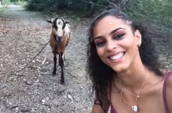 goat gives solid headbutt to girl wanting to take selfie video viral लड़की को बकरे के साथ सेल्फी लेना पड़ा महंगा, हुआ ऐसा हाल कि सोचकर कांप जाएंगे आप