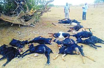 16 goats killed due to sky lightning आकाशीय बिजली गिरने से 16 बकरियां मरी, जर्जर हुआ विद्यालय भवन