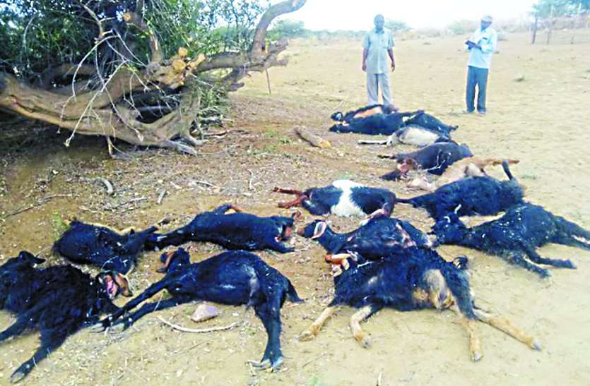 16 goats killed due to sky lightning आकाशीय बिजली गिरने से 16 बकरियां मरी, जर्जर हुआ विद्यालय भवन