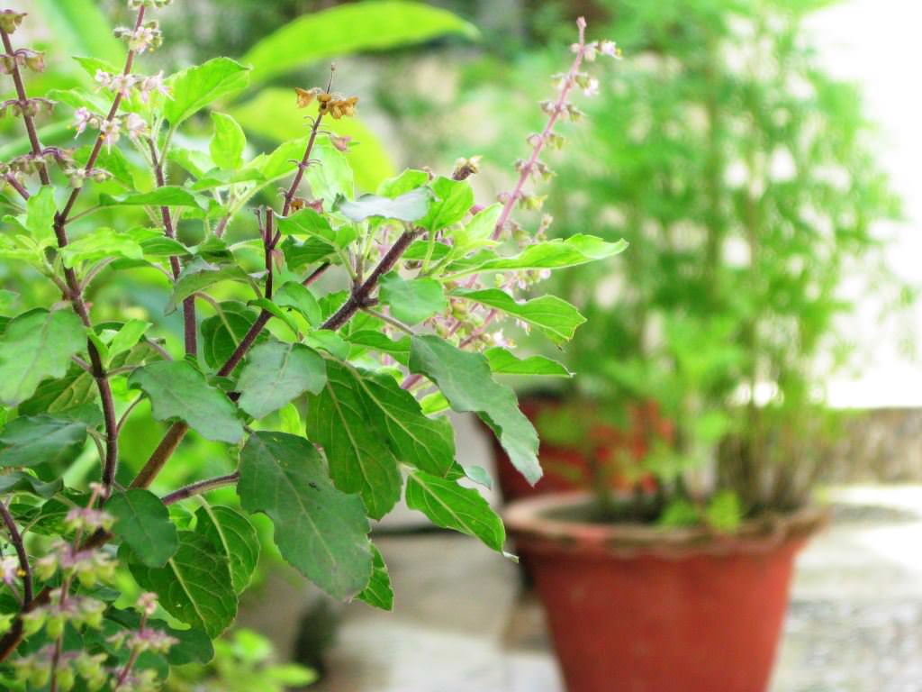 10 benefits of tulsi plant | तुलसी के ये चमत्कारी 10 फायदे नहीं जानते होंगे  आप, मौसमी बीमारियों के लिए है रामबाण | Patrika News