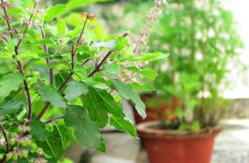 10 benefits of tulsi plant तुलसी के ये चमत्कारी 10 फायदे नहीं जानते होंगे आप, मौसमी बीमारियों के लिए है रामबाण