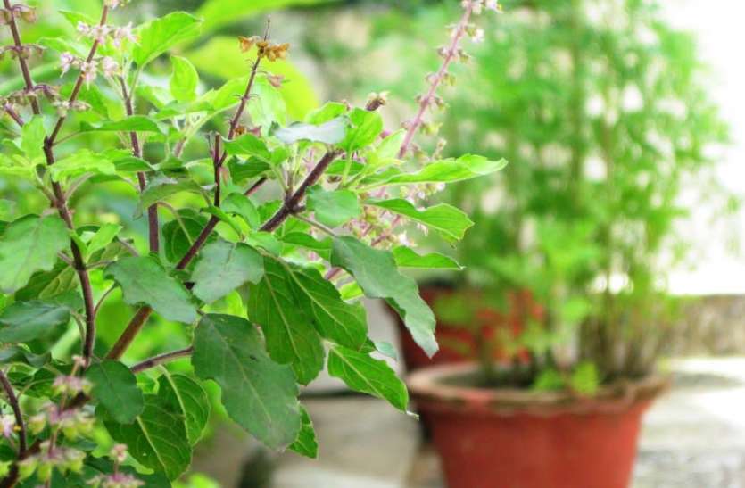10 Benefits Of Tulsi Plant - तुलसी के ये चमत्कारी ...