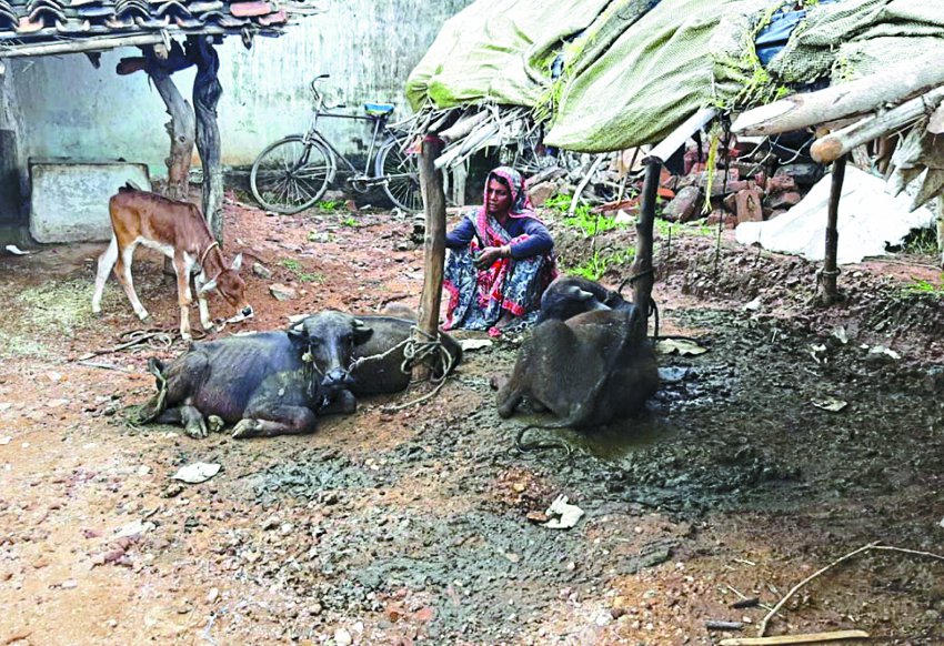 Galgontu outbreak, death of cattle गलघोंटू का प्रकोप, मवेशियों की हो रही मौत