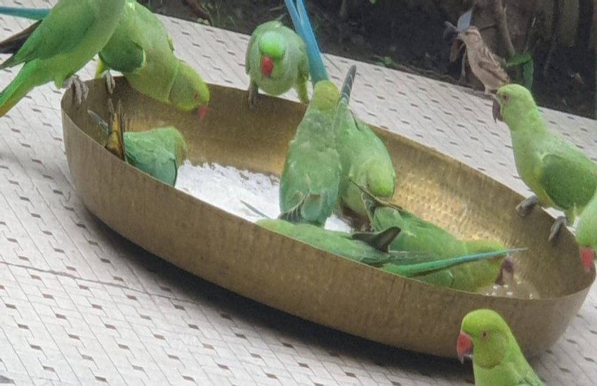Birds come here to feed us हर दिन होती है तोता-मैना की दावत, 12 वर्ष से जारी है सिलसिला