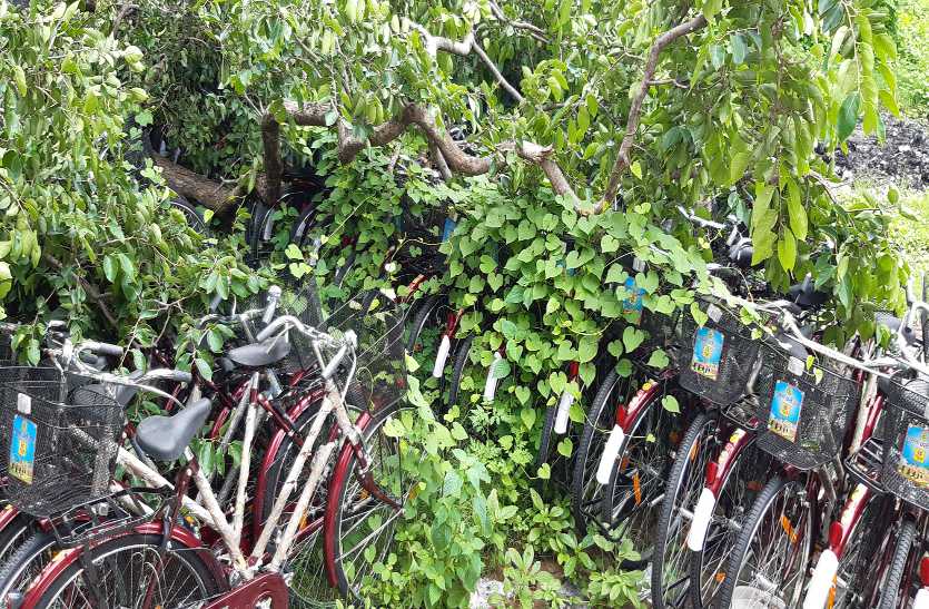 Weed on hundreds of bicycles पेड़ गिरने से धराशायी हुई साइकल, सैकड़ों साइकल पर लगी खरपतवार