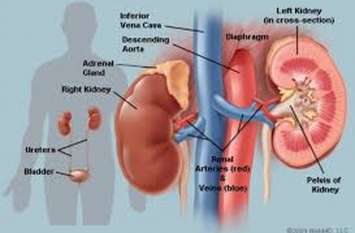 Poor's' kidney is getting expensive गरीबों को 'गुर्दा पड़ रहा महंगा