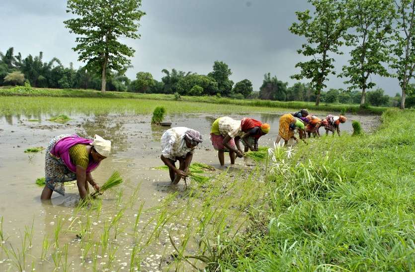 Saw The Shadow Of Nature Then Worked Hard In The Field For A Good World Photography Day कह द ख प रक त क छ य त कह अच छ फसल क ल ए ख त म