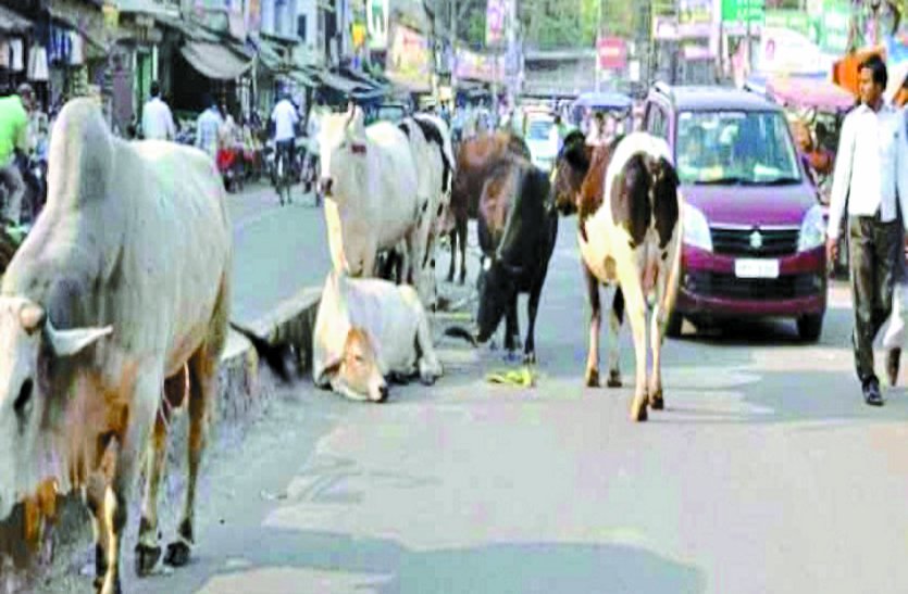 balod patrika आवारा मवेशियों से बढ़ रही दुर्घटनाएं, पालिका प्रशासन की कोशिश नाकाफी