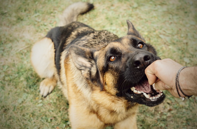 rabies disease Rabies Disease - कुत्ते-बंदर के काटने पर 72 घंटे में डॉक्टर काे दिखाना जरूरी