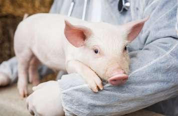 The heart of a pig can be planted in humans डॉक्टर का दावा, अगले तीन साल में इंसानों में लग सकेगा 'सुअर' का दिल