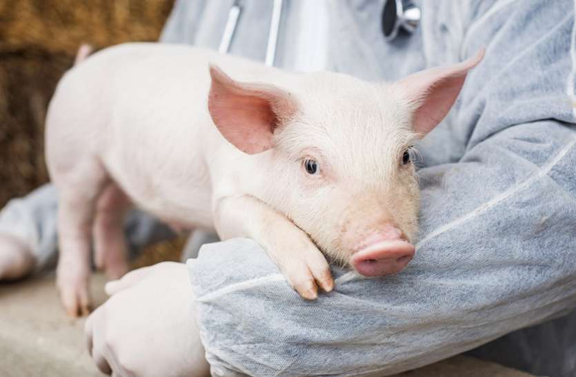 pig डॉक्टर का दावा, अगले तीन साल में इंसानों में लग सकेगा 'सुअर' का दिल
