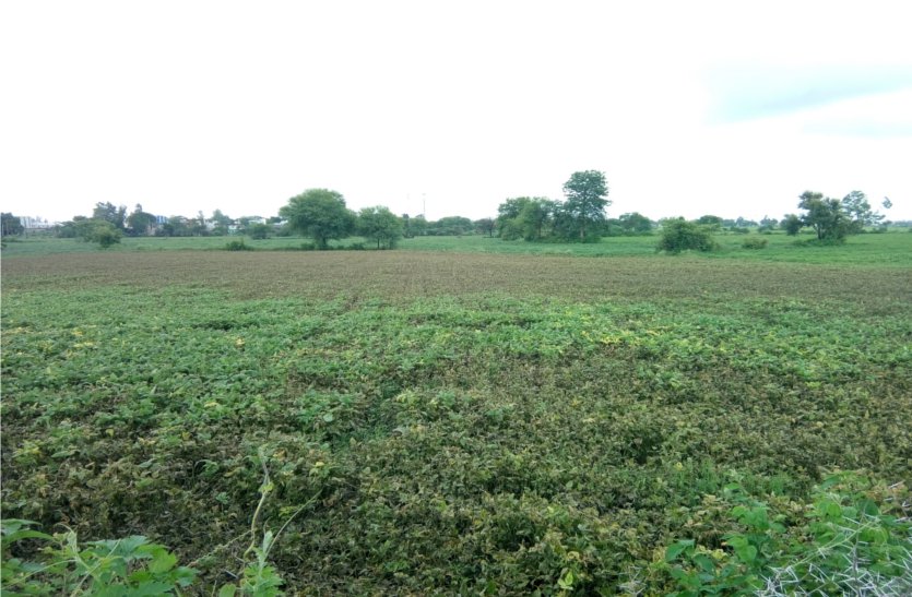Crisis on crops due to continuous rain उड़द की फसल पर संकट, लगातार बारिश से काली पड़ रही है फसल