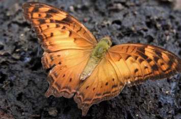 A butterfly Found in Bastar which connects himalaya mountain to bastar बस्तर में मिली ऐसी तितली, जो बस्तर से हिमालय के रिश्ते को दर्शाती है, जानिए इस तितली की खासियत