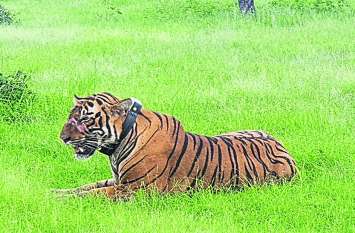 T-104 is not on the way to maestro, tiger has been tracked four times उस्ताद की राह पर तो नहीं टी-104, चार बार टे्रकुंलाइज हो चुका है बाघ