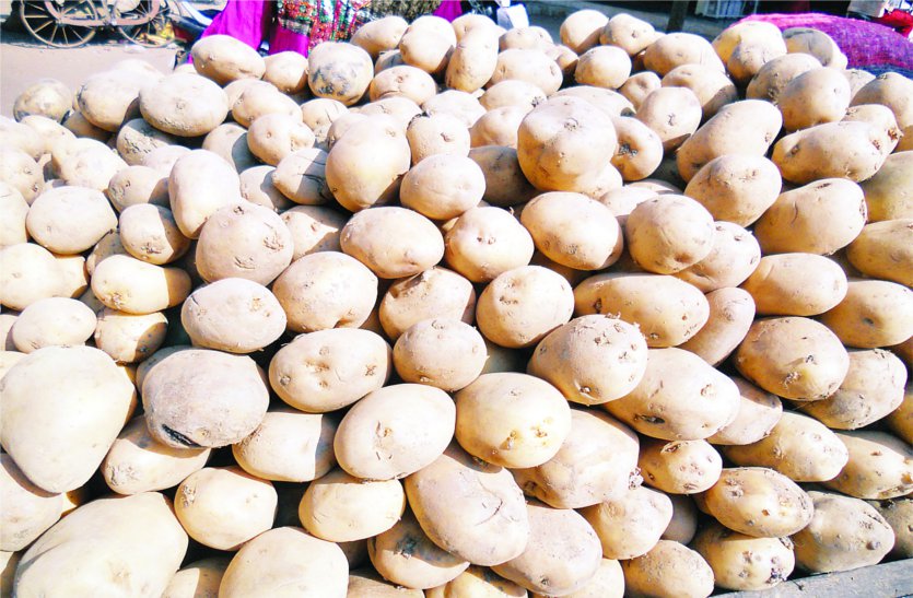 Malwa potatoes have the secret of whitewash of chips मालवा के आलू में है चिप्स की सफेदी का राज