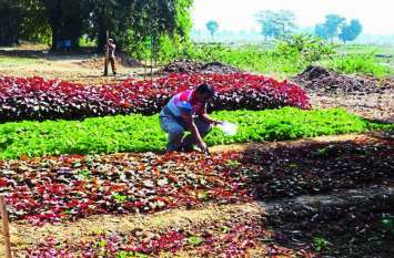 Farmers applied for registration of 36 types of chhattisgarhi Bhaji छत्तीसगढ़ के इन 36 भाजियों को मिलने जा रहा है राष्ट्रीय पहचान, केंद्र सरकार ने कहा...