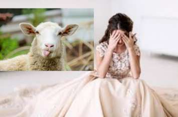 husband handed wife to lover instead of 71 sheeps sent to jail 71 भेड़ों के बदले पत्नी को प्रेमी के हवाले करने वाला पति गया जेल, भेड़ चोरी का मामला दर्ज कर पुलिस ने भेजा जेल