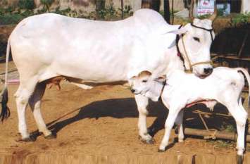 Vastu Shastra Tips: Worship of cow and benefits of cow milk in Hindi गाय के अंदर होता है 33 करोड़ देवी-देवताओं का निवास, घर में आते ही चमक जाती है किस्मत
