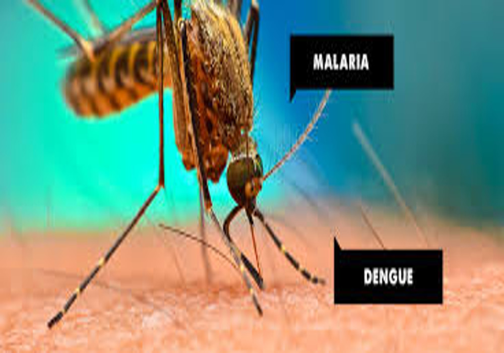 World mosquito day special World mosquito day: मच्छर एक, रोग अनेक, इनसे बचने को बरतें ये सावधानियां
