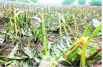 Farm submerged with Rain Water, Crops destroyed in kota Division किसानों के लिए जरूरी खबर: फसल खराबे की सूचना 72 घंटे में बीमा कम्पनियों को देना जरूरी, टोल फ्री नंबर जारी