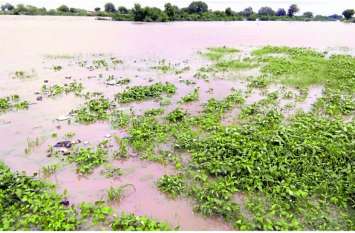 Farm submerged with Rain Water, Crops destroyed in kota Division बड़ी खबर: भारी बारिश से कोटा संभाग में 1000 करोड़ की फसलें तबाह, किसानों की आंखों से बहे आंसू