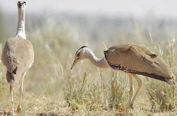 Godavan Conservation: Landscape Management Plan sent to Center गोडावण संरक्षण : लैंडस्केप मैनेजमेंट प्लान केंद्र को भेजा