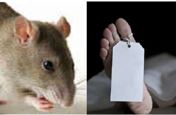 mouse rats bite off dead body in MBS govt hospital in kota दर्द-ए-अस्पताल..एमबीएस मोर्चरी में चूहों ने कतरा शव