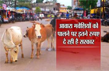 Avara cattle : Government is giving money to raise cattle Avara cattle : अब आवारा मवेशियों को पालने पर सरकार प्रतिदिन दे रहीं है इतने रुपए
