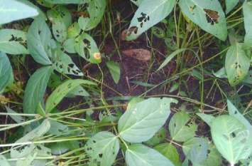 Over-sown, insecticide sprayed too much, so infertile soybeans जरूरत से ज्यादा बो दी, कीटनाशक का छिड़काव भी अधिक, इसलिए बांझ हो रही सोयाबीन