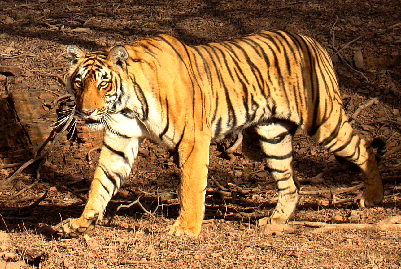 sariska tiger problam news sariska tiger problam बाघों पर मंडरा रहे हैं खनन धमाकों से उठे खतरे के बादल
