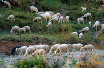 Uttar Pradesh Gorakhpur Husband gives wife to lover with 71 sheep अजीब सौदा, पत्नी के बदले ले लीं 71 भेड़ें