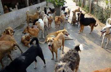 Court will give instructions to clear the dog shelter home डॉग शेल्टर होम की बदहाली दूर करने के लिए कोर्ट देगा निर्देश
