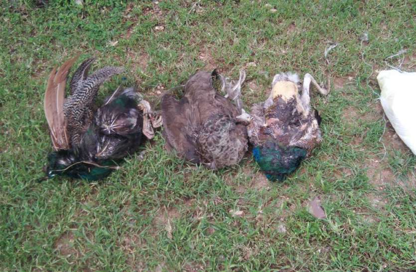 Killed three peacocks, escaped by showing guns in Bhilwara शिकारियों ने तीन मोरों की जान ली, बन्दूक दिखाकर भाग छूटे