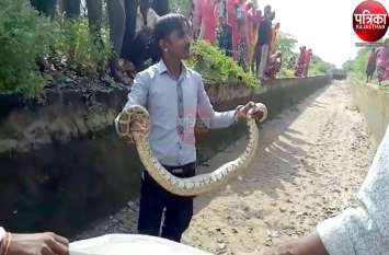 Caught a dragon from Jawai-Takhatgarh Canal of Pali VIDEO : मनरेगा श्रमिकों व ग्रामीणों ने देखा अजगर, मची अफरा-तफरी, फिर रेस्क्यू कर पकड़ा