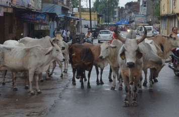 cow seating on road in alwar city अलवर की सड़क पर गायो का कब्ज़ा दे रहा दुर्घटना को निमंत्रण,देखे तस्वीरें
