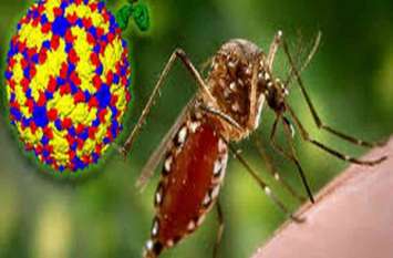 coconut oil and Kapoor will save you from dengue विश्व मच्छर दिवस आज : खोपरे का तेल और कपूर बचाएगा आपको डेंगू से