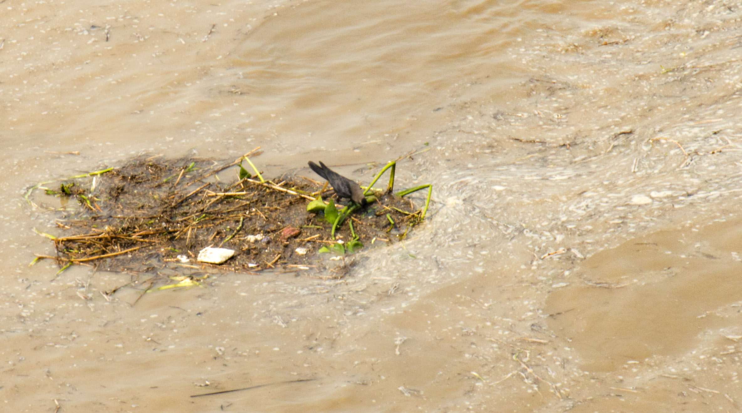 delhi flood