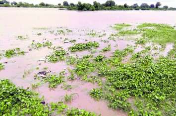 Farm submerged in kota , Crops destroyed, survey team not reached Farm किसानों के लिए जरूरी खबर: जलमग्न खेतों तक नहीं पहुंच सकी सर्वे टीम, क्लेम के लिए जल्द करें आवेदन