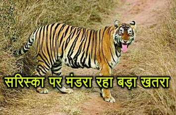 Illegal Mining In Sariska Is Big Danger For Tigers राजस्थान के सरिस्का में बाघों पर मंडरा रहे खतरे के बादल, सरिस्का क्षेत्र में हो रहे धमाकों से हालात चिंताजनक