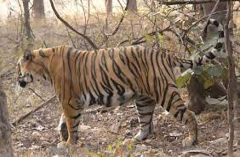 फिर आबादी क्षेत्र के नजदीक आया टी-104 फिर आबादी क्षेत्र के नजदीक आया टी-104