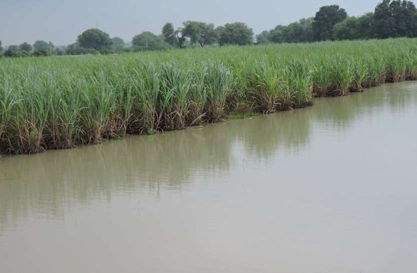 Rain, reservoir, pond, field, rain target, Gotegaon News, Narsinghpur News Rain : बारिश से लबालब हो गए जलाशय और तालाब