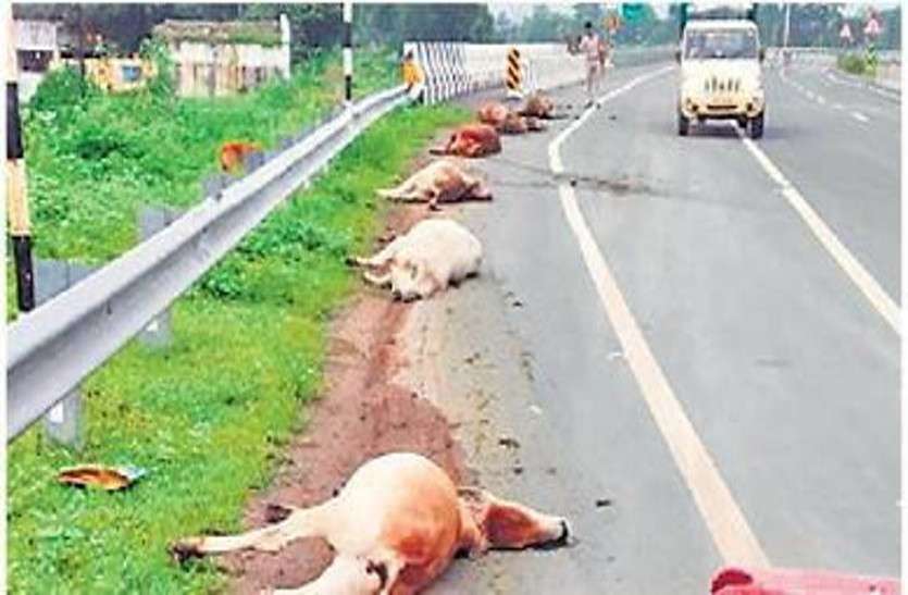 हादसा: अज्ञात ट्रक ने 9 गायों को कुचला, पिछले 5 दिनों में 20 मवेशियों की मौत, भड़का गुस्सा हादसा: अज्ञात ट्रक ने 9 गायों को कुचला, पिछले 5 दिनों में 20 मवेशियों की मौत, भड़का गुस्सा