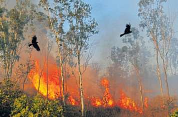 Fire increase in brazil forest ब्राजील के जंगलों में आग लगने की घटनाओं ने बढ़ाई चिंता, प्रदूषण खतरनाक स्तर पर पहुंचा