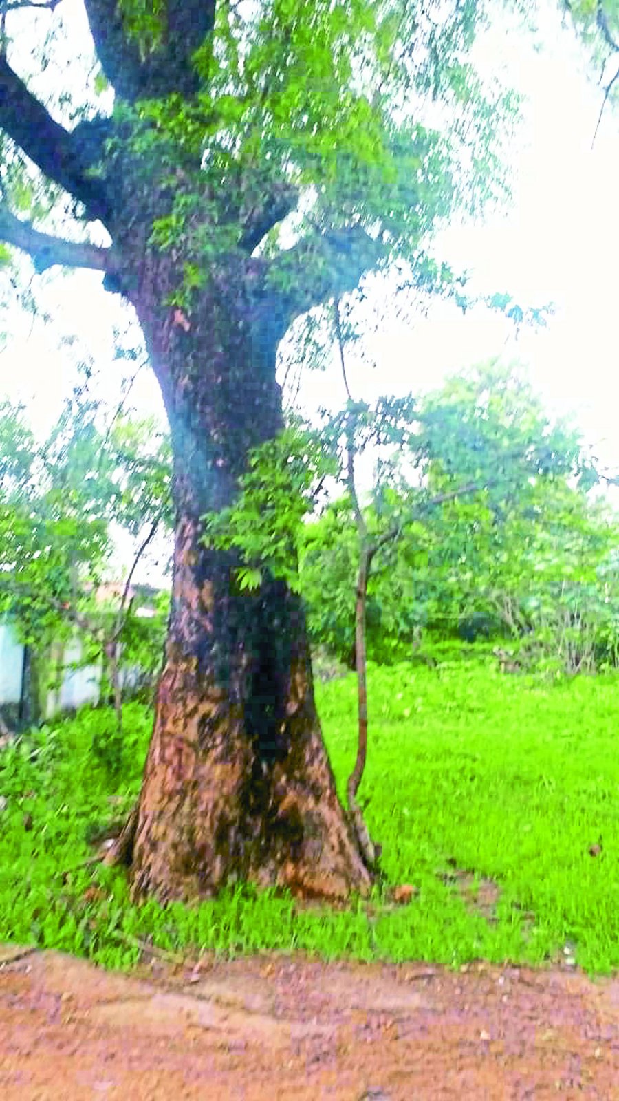 व्यंगकार की याद दिलाता है यह नीम का पेड़ व्यंगकार की याद दिलाता है यह नीम का पेड़
